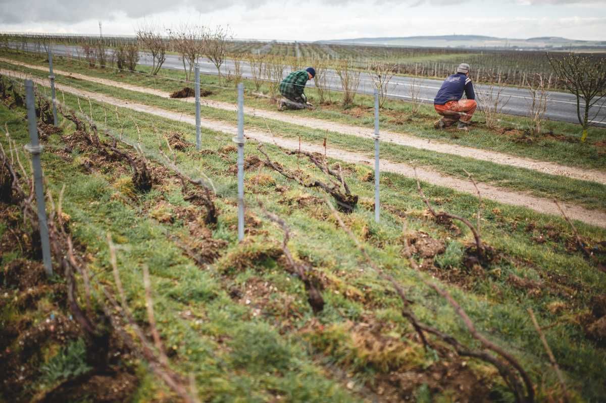 With Reforest’action, Maison Ruinart Is Committed To Nurturing Biodiversity In The Champagne Region
