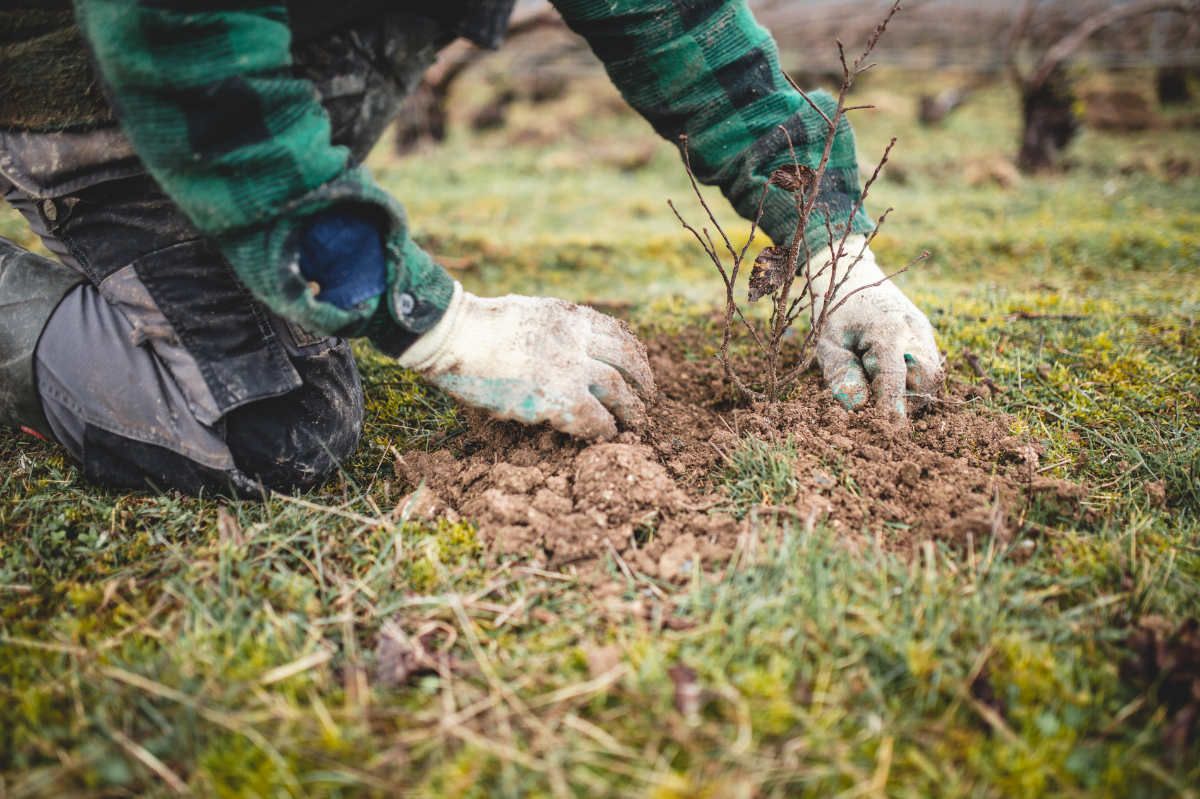 With Reforest’action, Maison Ruinart Is Committed To Nurturing Biodiversity In The Champagne Region