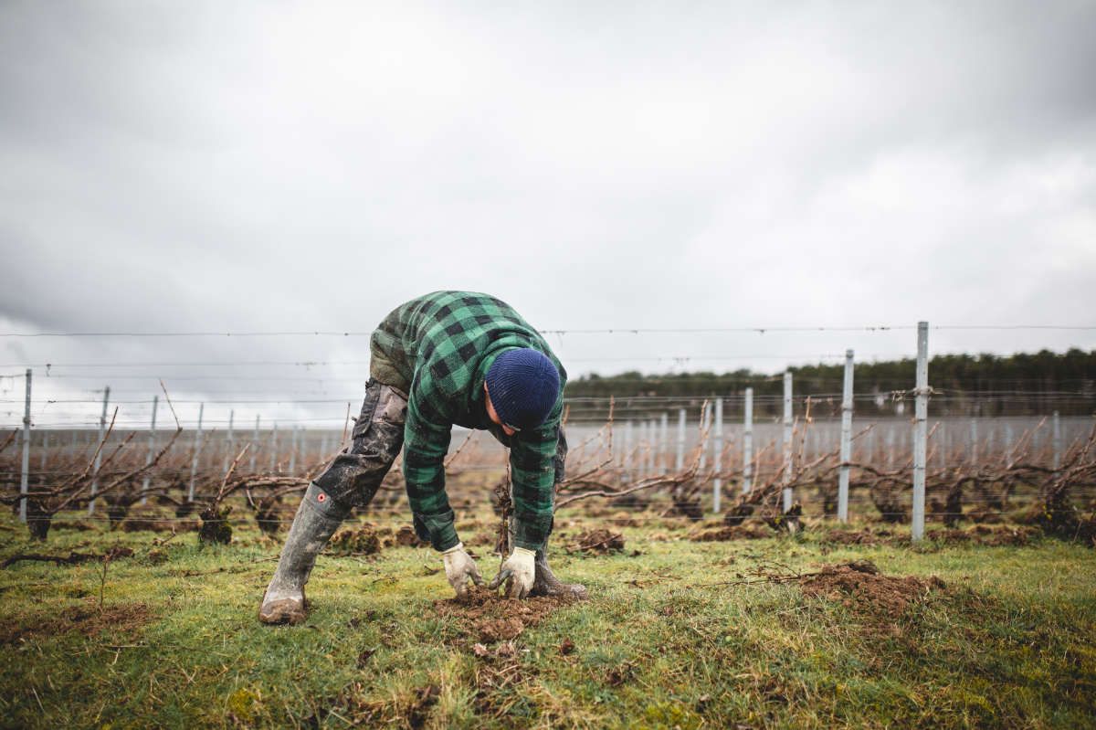 With Reforest’action, Maison Ruinart Is Committed To Nurturing Biodiversity In The Champagne Region