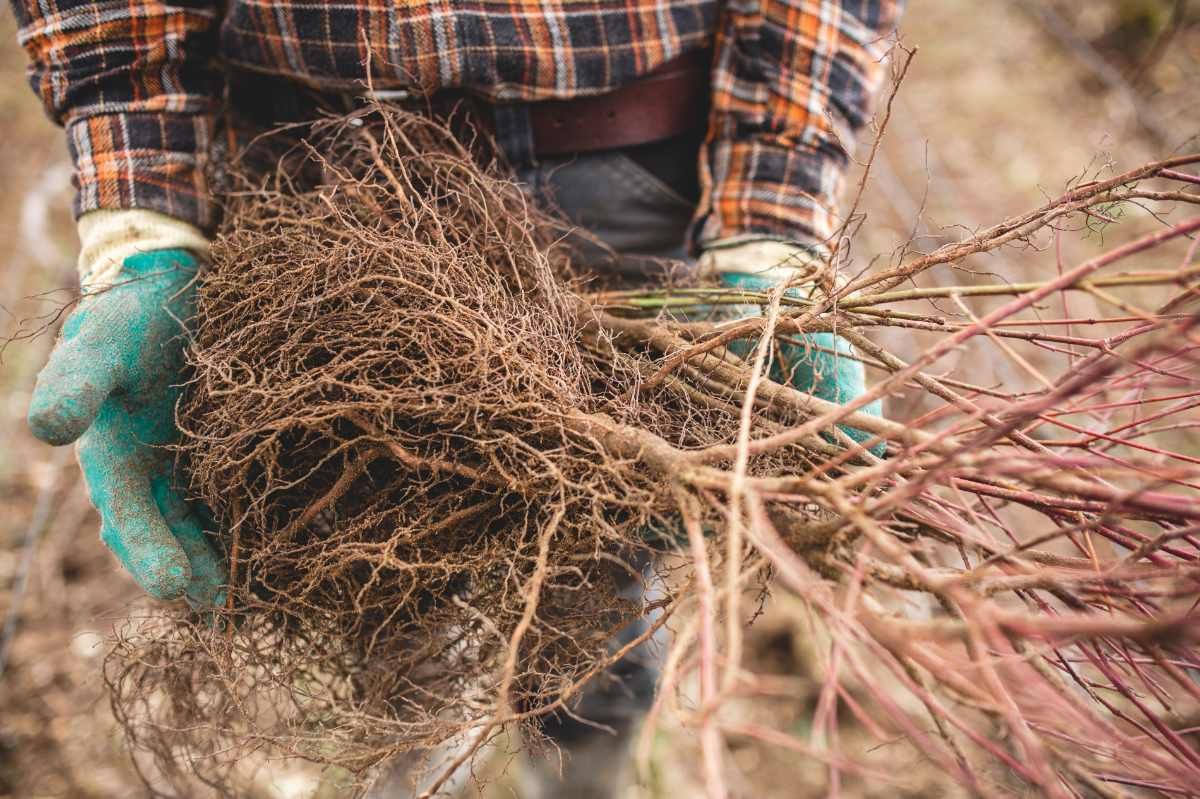 With Reforest’action, Maison Ruinart Is Committed To Nurturing Biodiversity In The Champagne Region