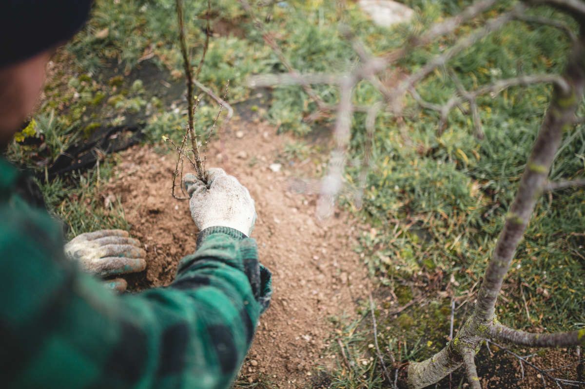 With Reforest’action, Maison Ruinart Is Committed To Nurturing Biodiversity In The Champagne Region