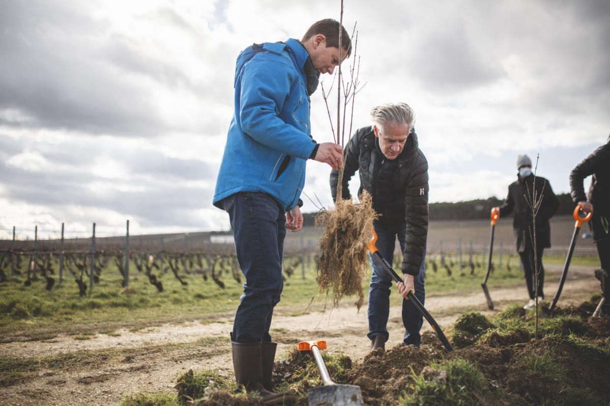 With Reforest’action, Maison Ruinart Is Committed To Nurturing Biodiversity In The Champagne Region