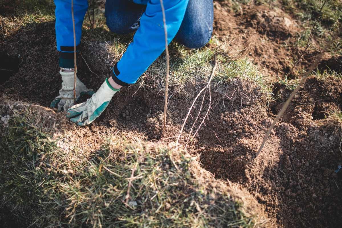 With Reforest’action, Maison Ruinart Is Committed To Nurturing Biodiversity In The Champagne Region