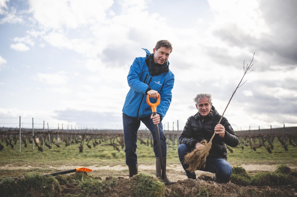 With Reforest’action, Maison Ruinart Is Committed To Nurturing Biodiversity In The Champagne Region