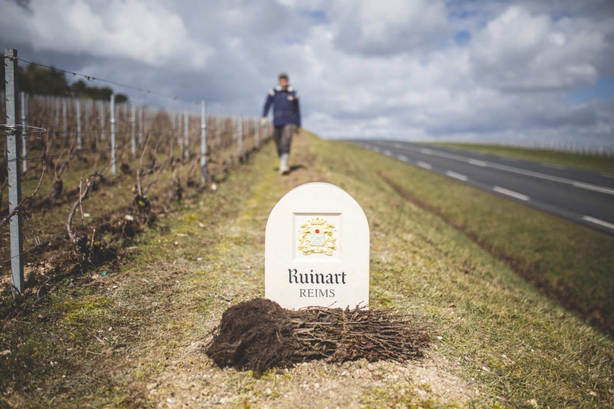 With Reforest’action, Maison Ruinart Is Committed To Nurturing Biodiversity In The Champagne Region