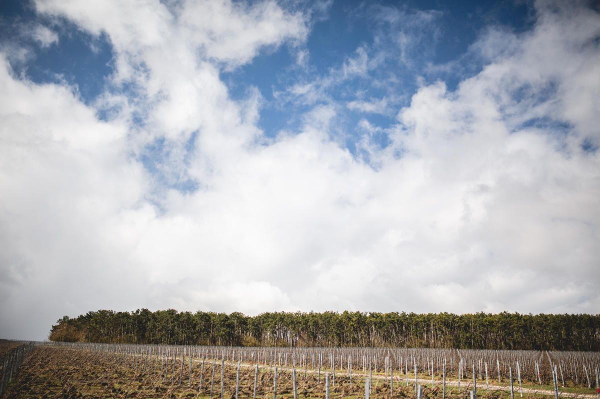 With Reforest’action, Maison Ruinart Is Committed To Nurturing Biodiversity In The Champagne Region