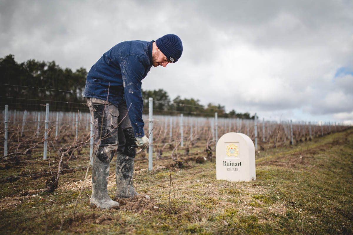 With Reforest’action, Maison Ruinart Is Committed To Nurturing Biodiversity In The Champagne Region