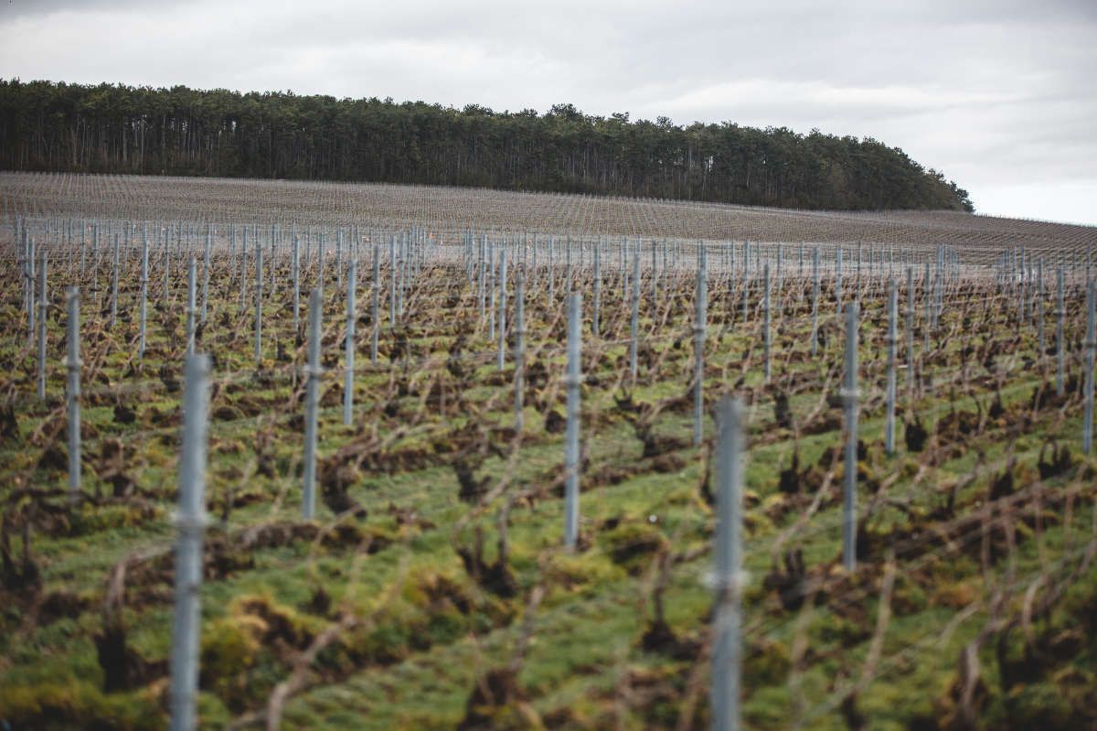 With Reforest’action, Maison Ruinart Is Committed To Nurturing Biodiversity In The Champagne Region