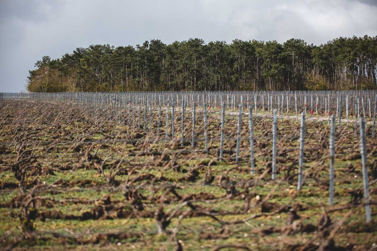 With Reforest’action, Maison Ruinart Is Committed To Nurturing Biodiversity In The Champagne Region