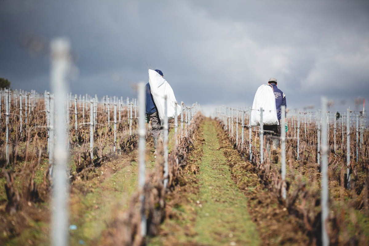 With Reforest’action, Maison Ruinart Is Committed To Nurturing Biodiversity In The Champagne Region