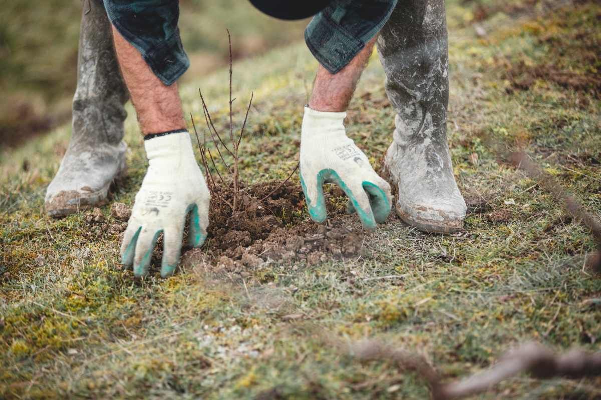 With Reforest’action, Maison Ruinart Is Committed To Nurturing Biodiversity In The Champagne Region