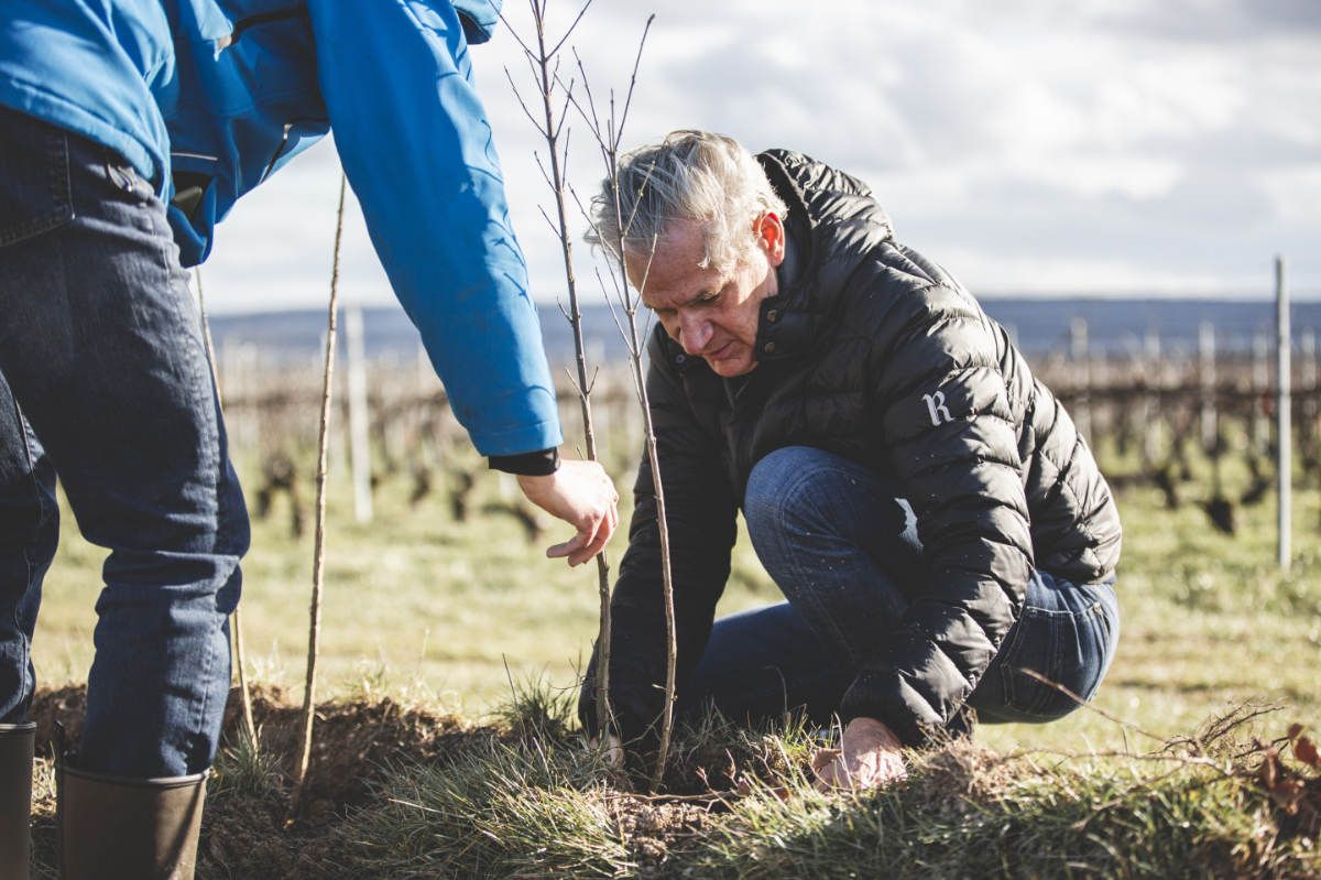 With Reforest’action, Maison Ruinart Is Committed To Nurturing Biodiversity In The Champagne Region