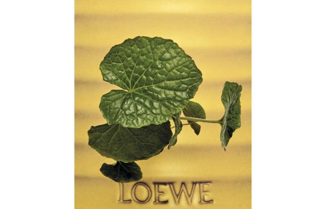 LOEWE Perfumes Reveals Wasabi, A Vibrant New Fragrance