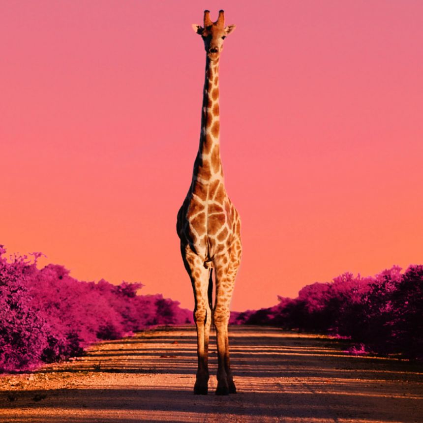 Glenmorangie geht eine globale Partnerschaft zum Schutz der Giraffen ein