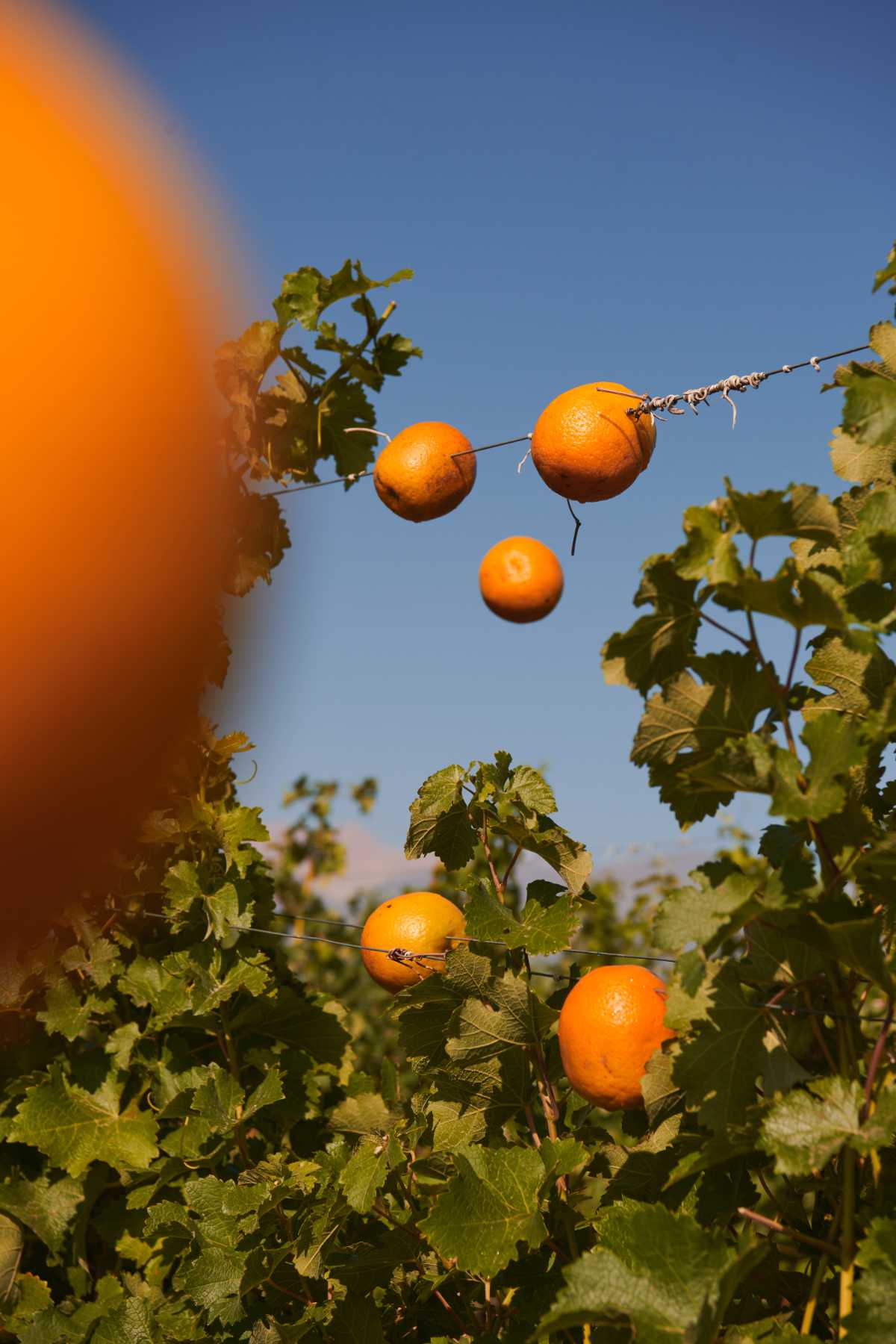 The First Sip Of Summer - CHANDON Garden Spritz: A Delicious, Uplifting Spritz Experience