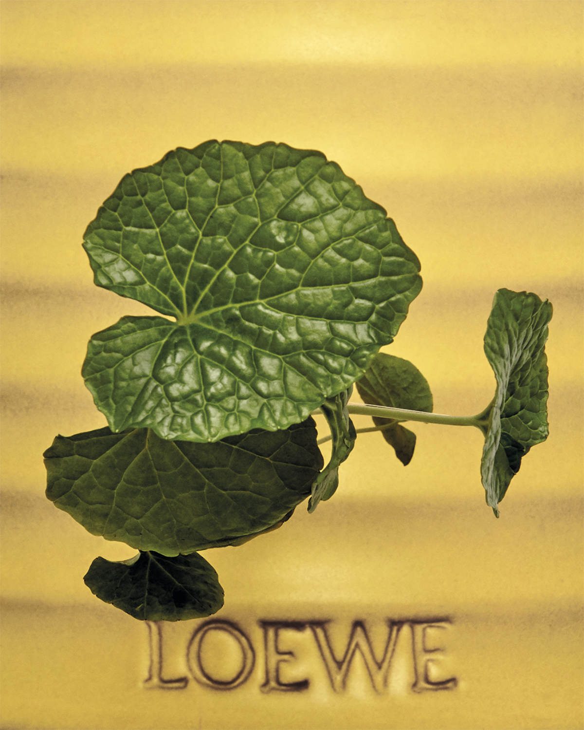 LOEWE Perfumes Reveals Wasabi, A Vibrant New Fragrance