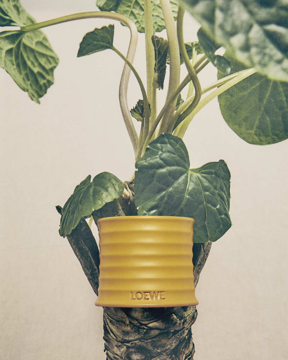 LOEWE Perfumes Reveals Wasabi, A Vibrant New Fragrance