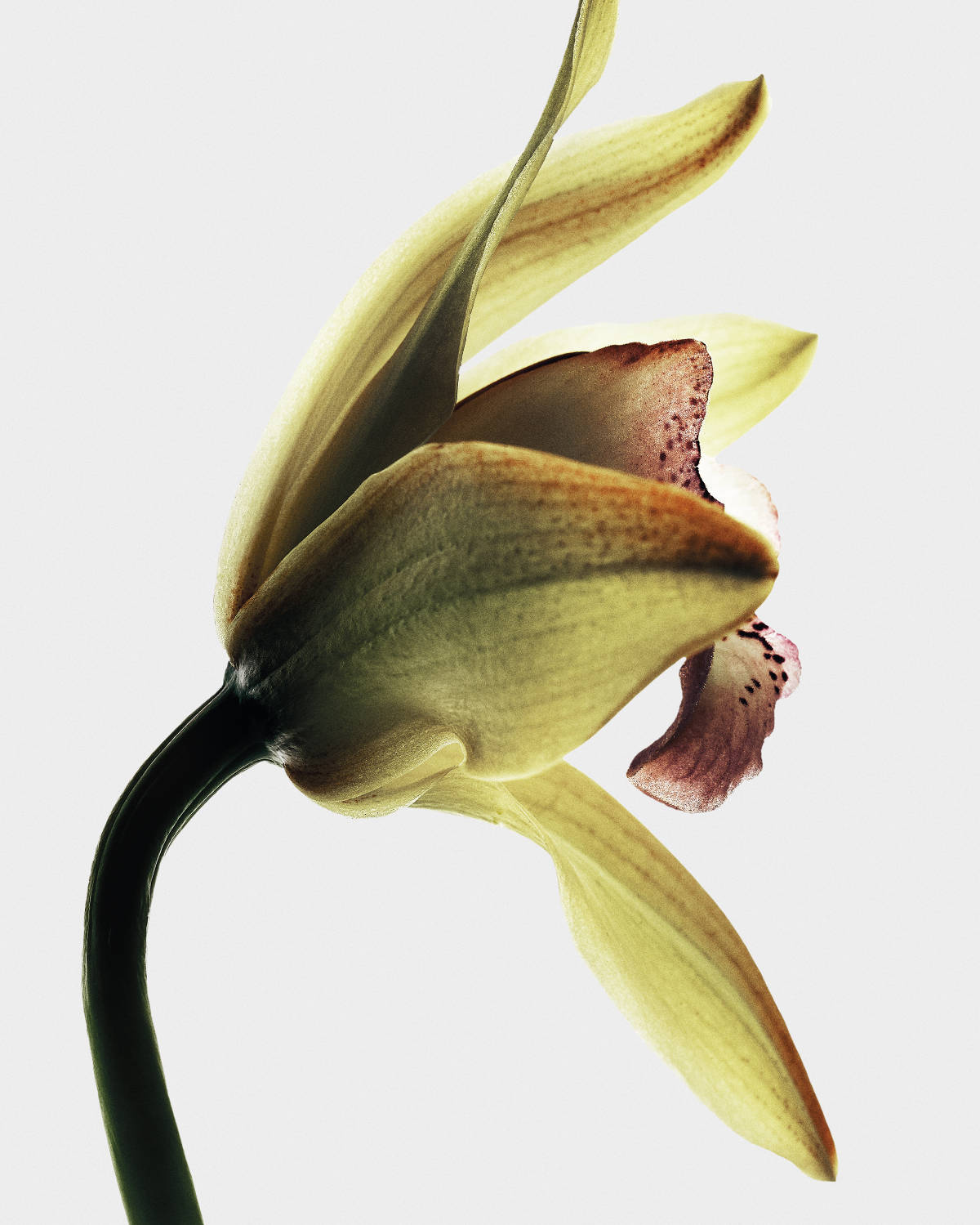 Loewe Crafts A New Olfactory Chapter With Its Sculptural Crafted Collection