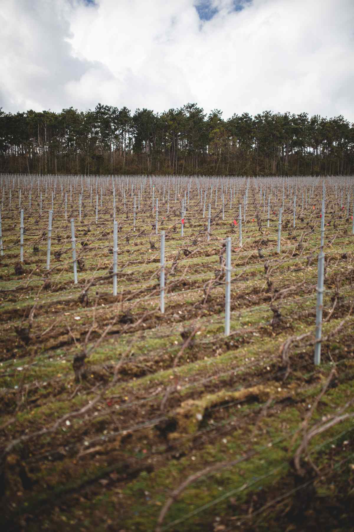 With Reforest’action, Maison Ruinart Is Committed To Nurturing Biodiversity In The Champagne Region