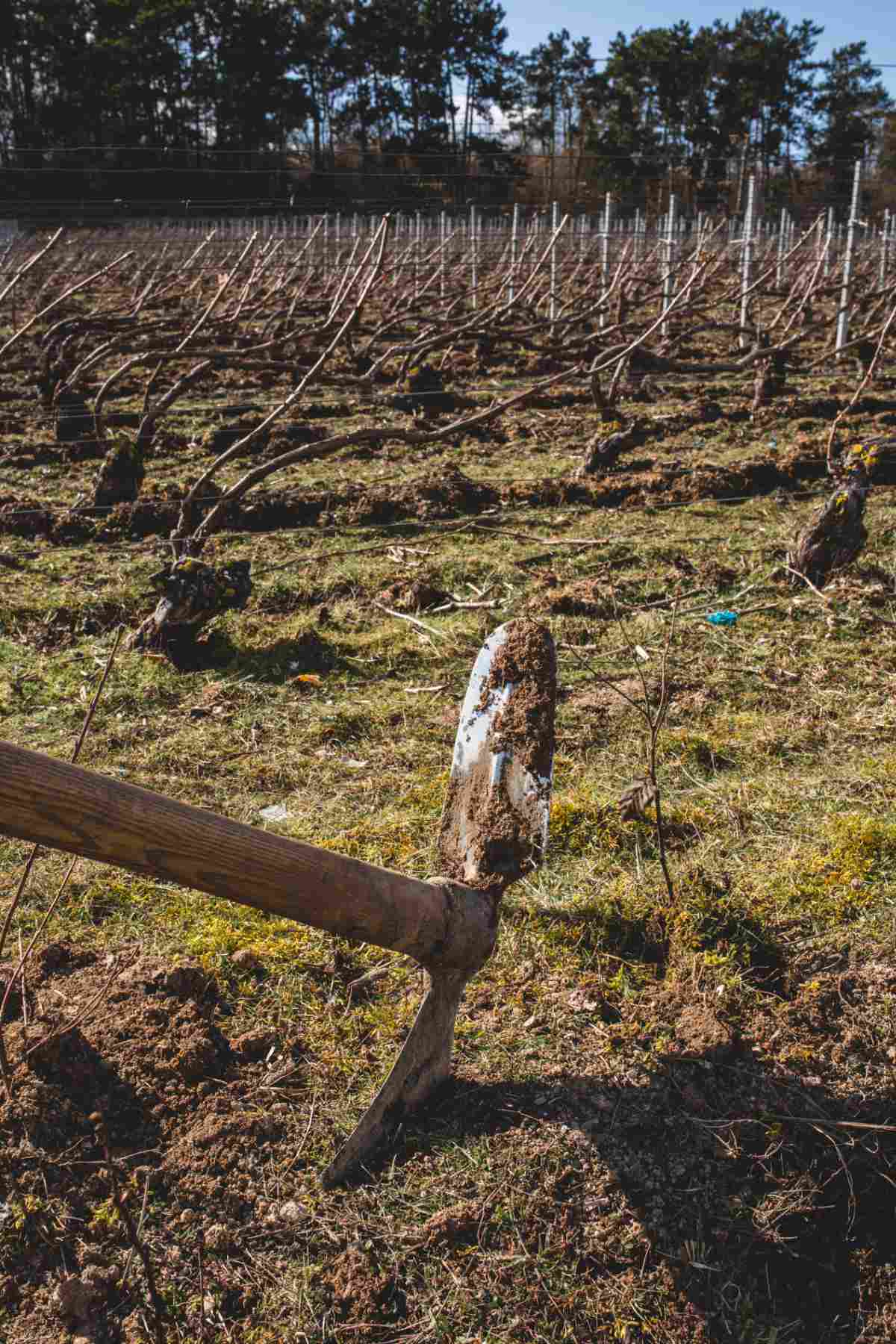 With Reforest’action, Maison Ruinart Is Committed To Nurturing Biodiversity In The Champagne Region