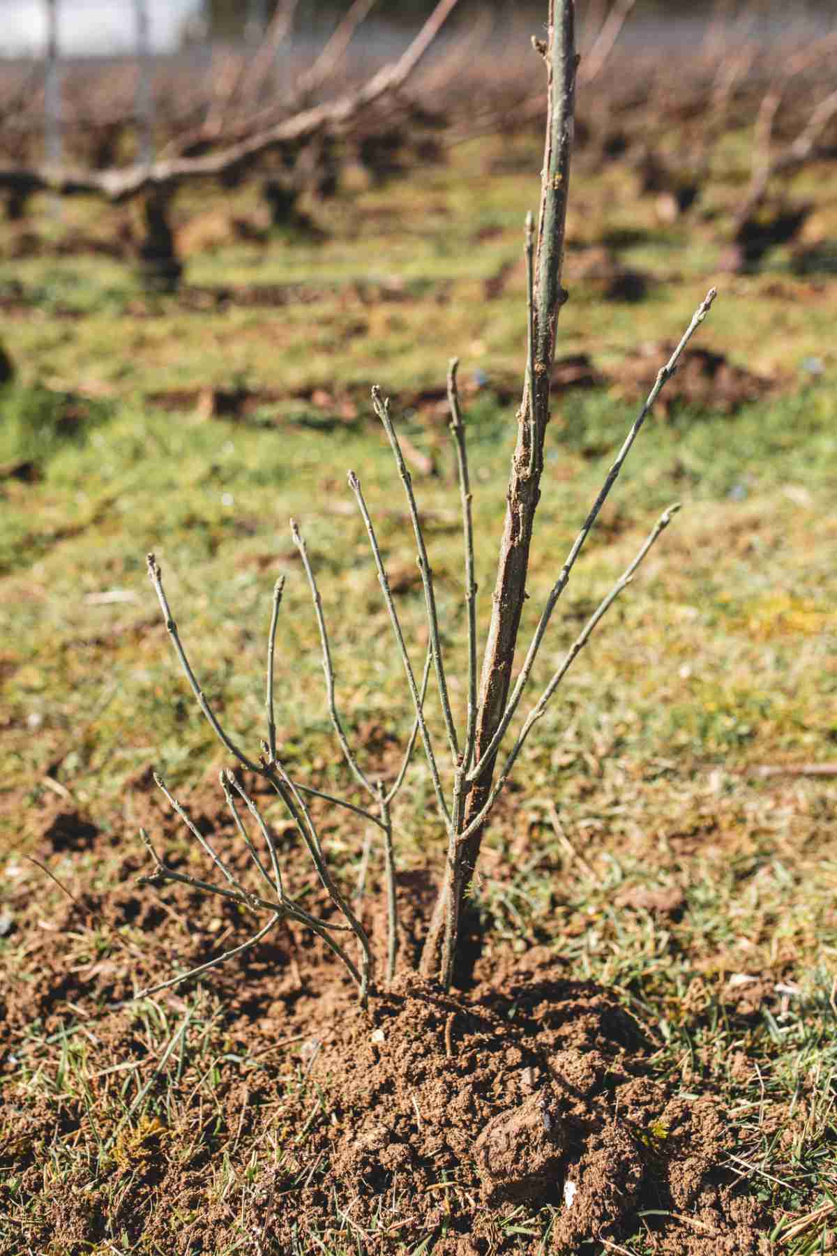 With Reforest’action, Maison Ruinart Is Committed To Nurturing Biodiversity In The Champagne Region