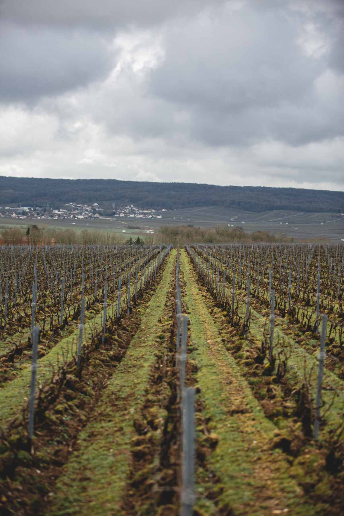 With Reforest’action, Maison Ruinart Is Committed To Nurturing Biodiversity In The Champagne Region