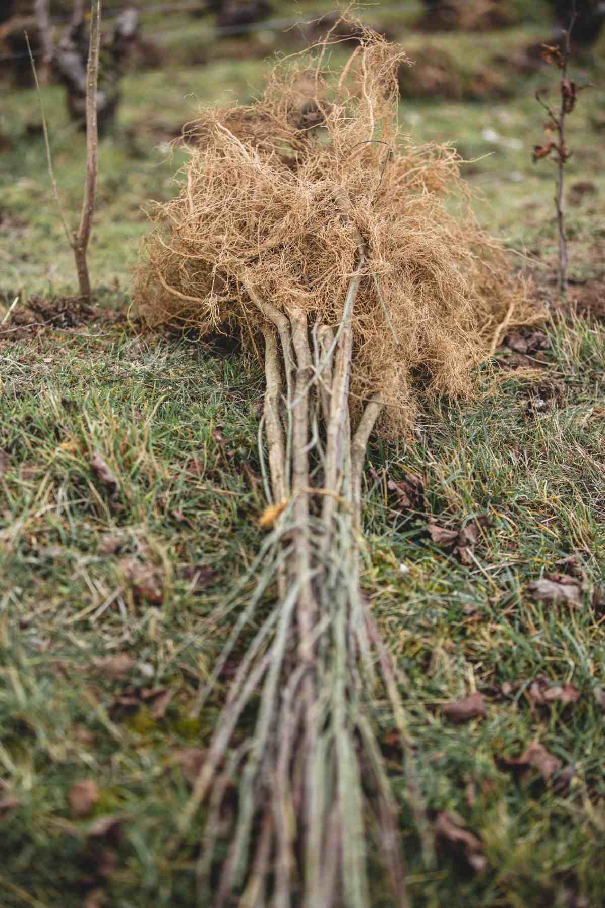 With Reforest’action, Maison Ruinart Is Committed To Nurturing Biodiversity In The Champagne Region