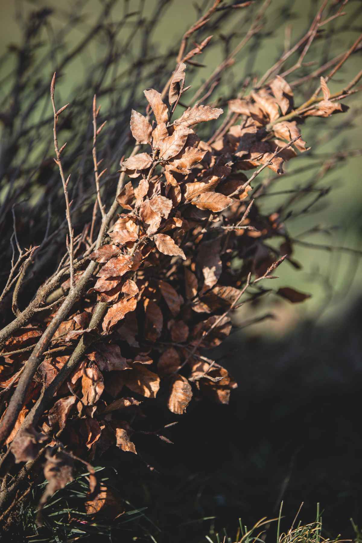 With Reforest’action, Maison Ruinart Is Committed To Nurturing Biodiversity In The Champagne Region