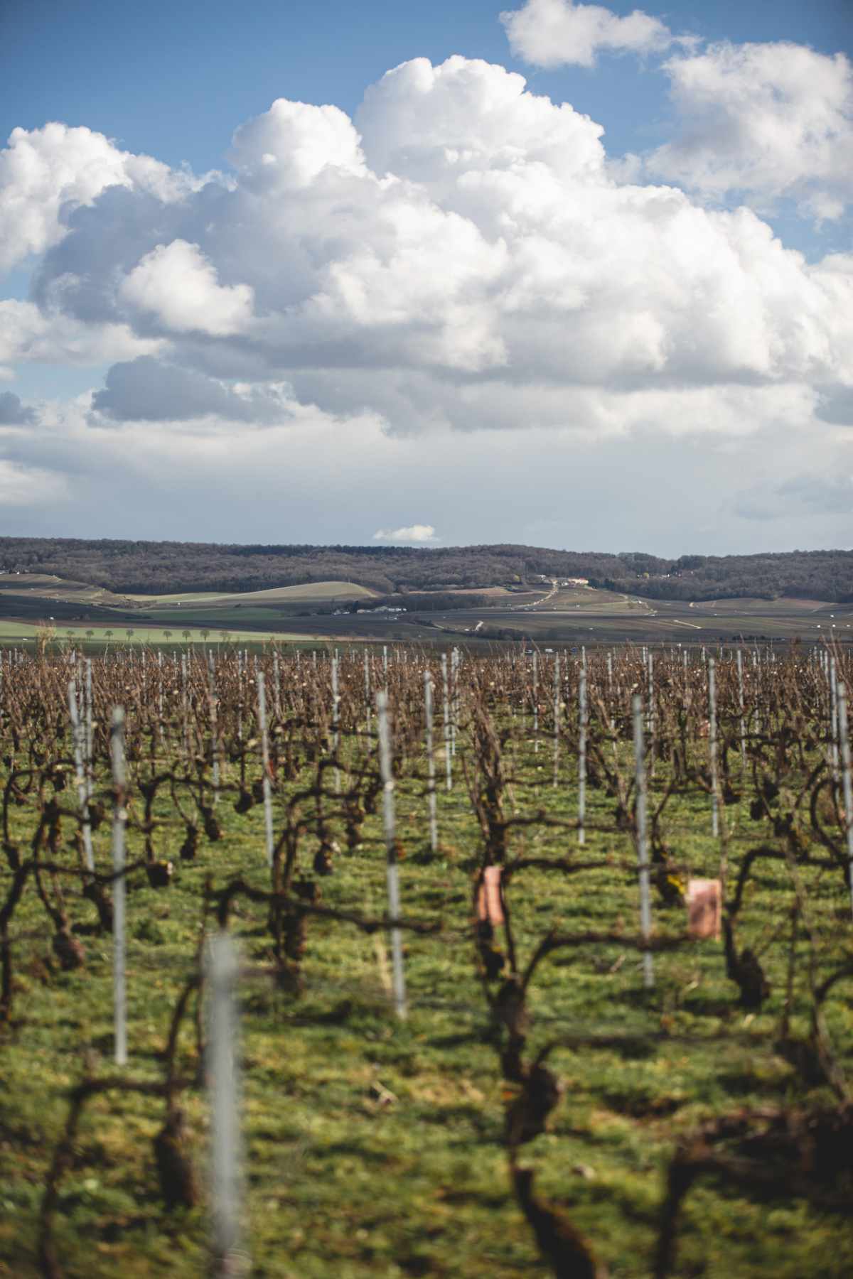 With Reforest’action, Maison Ruinart Is Committed To Nurturing Biodiversity In The Champagne Region