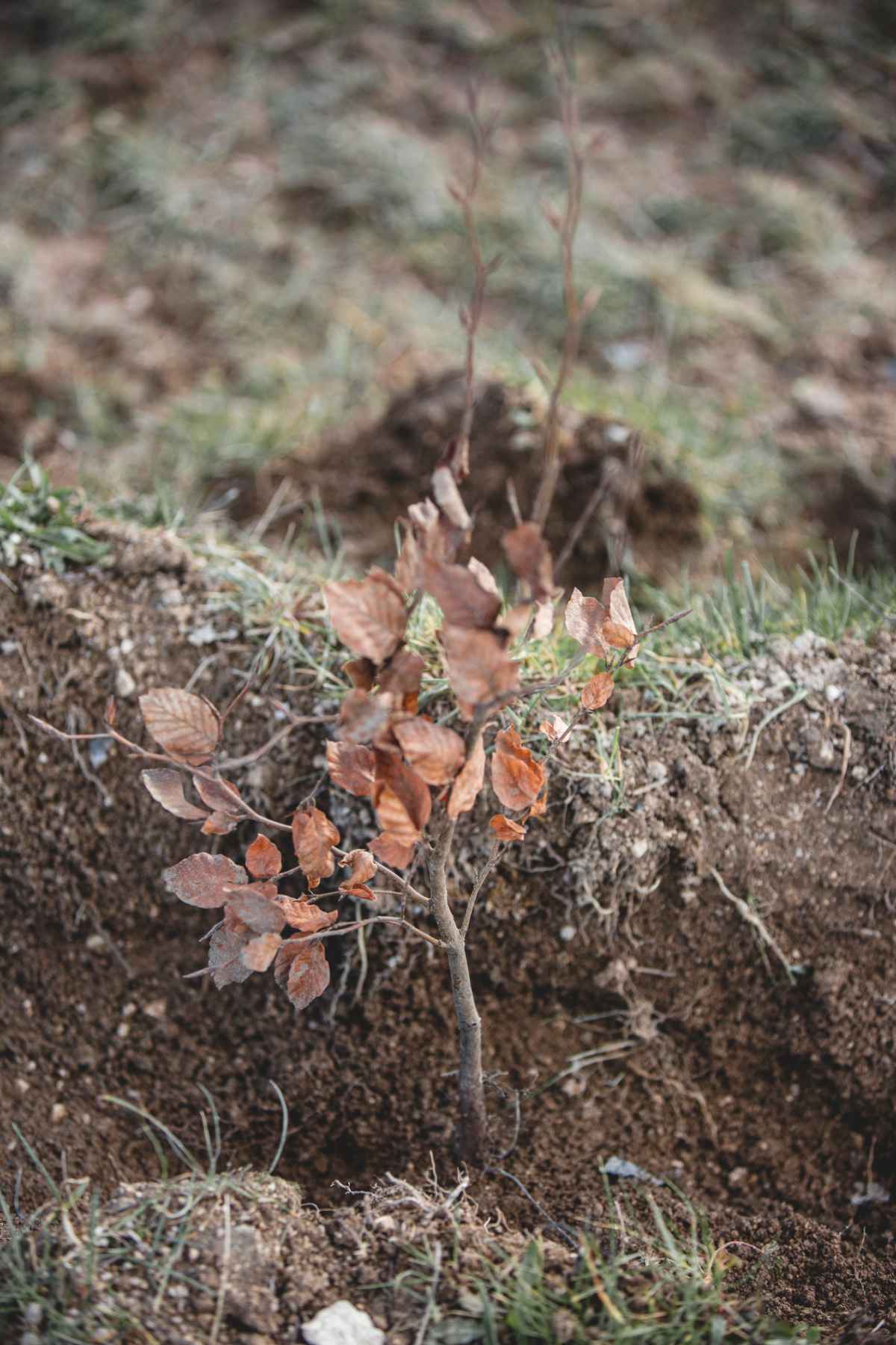 With Reforest’action, Maison Ruinart Is Committed To Nurturing Biodiversity In The Champagne Region