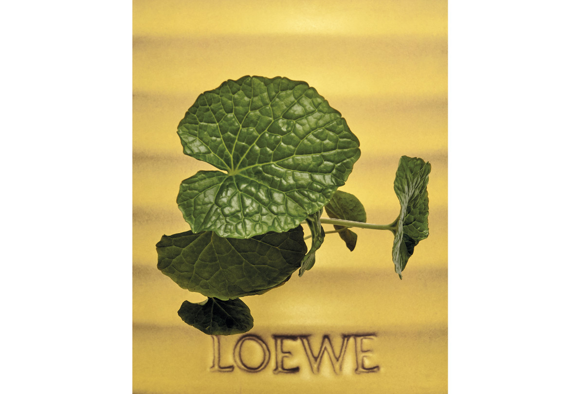 Loewe Home scents wasabi: An adventure for the senses