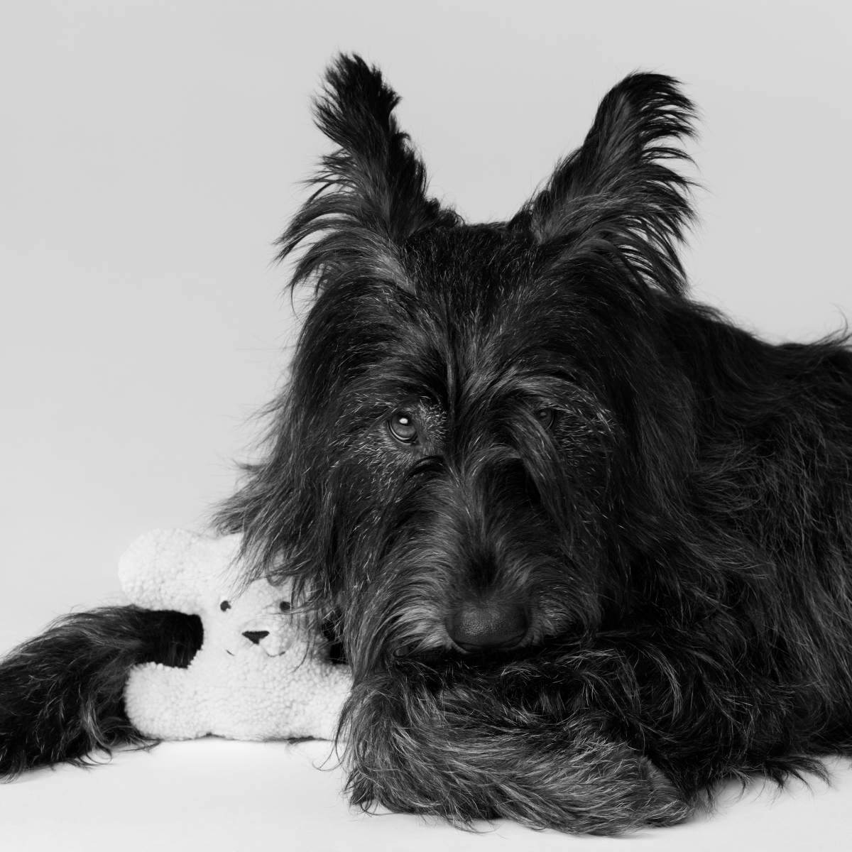 Celine Maison Launches Its New Dog Accessories Collection Campaign