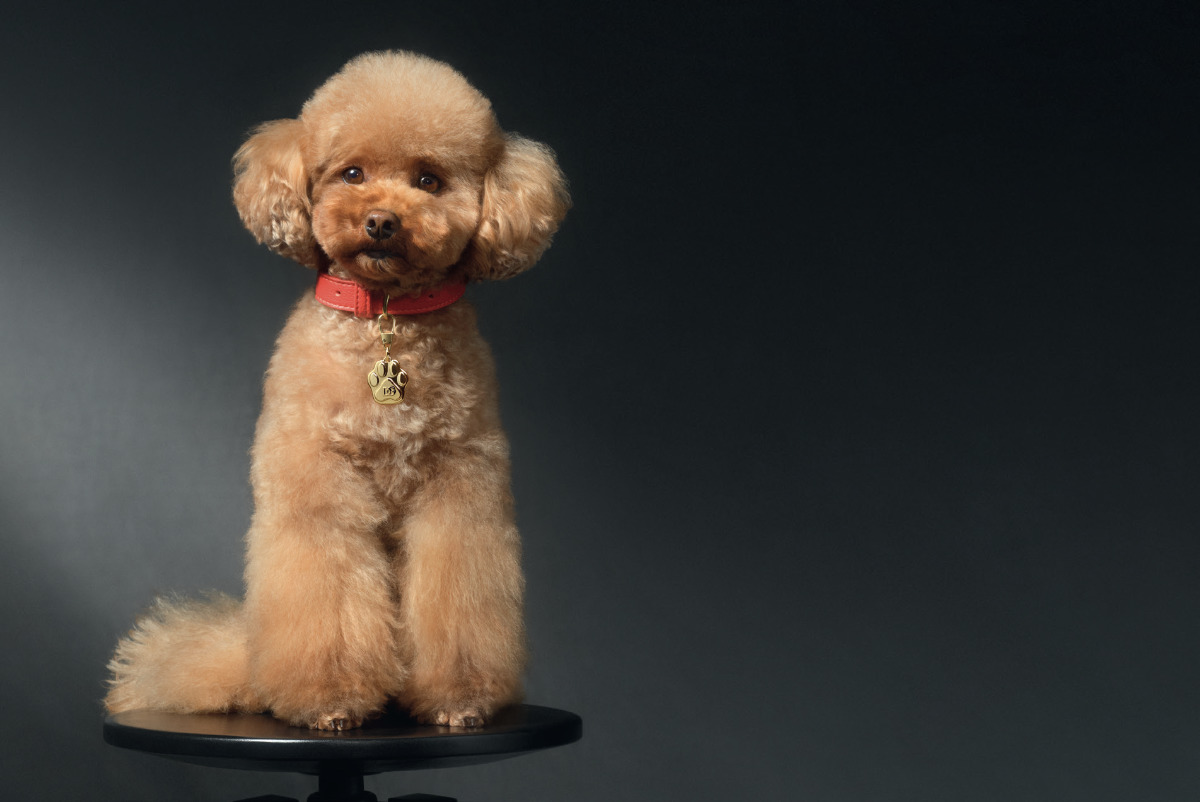 Dolce&Gabbana Introduces Fefé: The First Luxury Alcohol-Free Fragrance Mist For Dogs