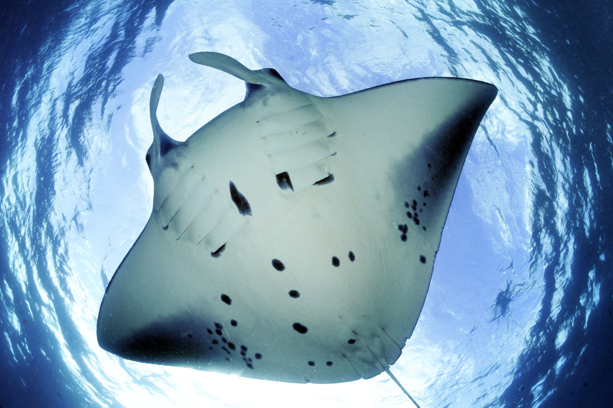 The Patravi Scubatec Maldives: Making The Manta Trust’s Floating Research Station Possible