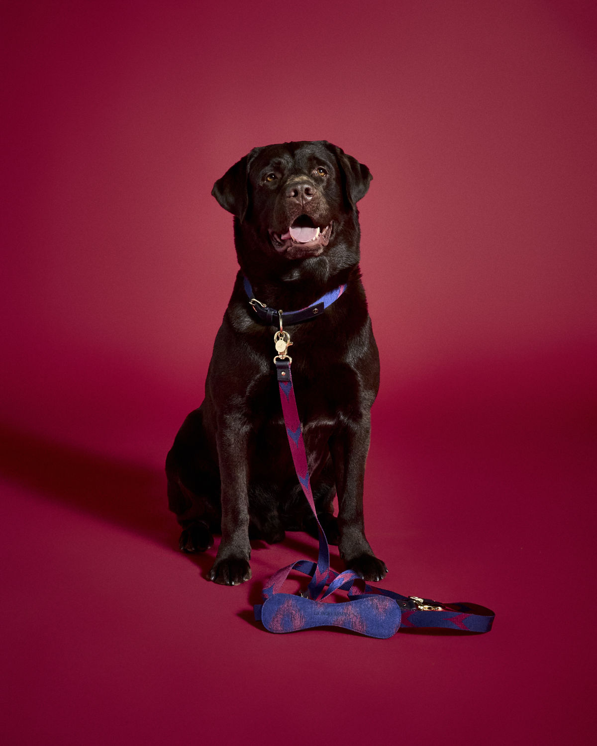 Giorgio Armani X Poldo Dog Couture: New Collection Of Clothing And Accessories For Dogs