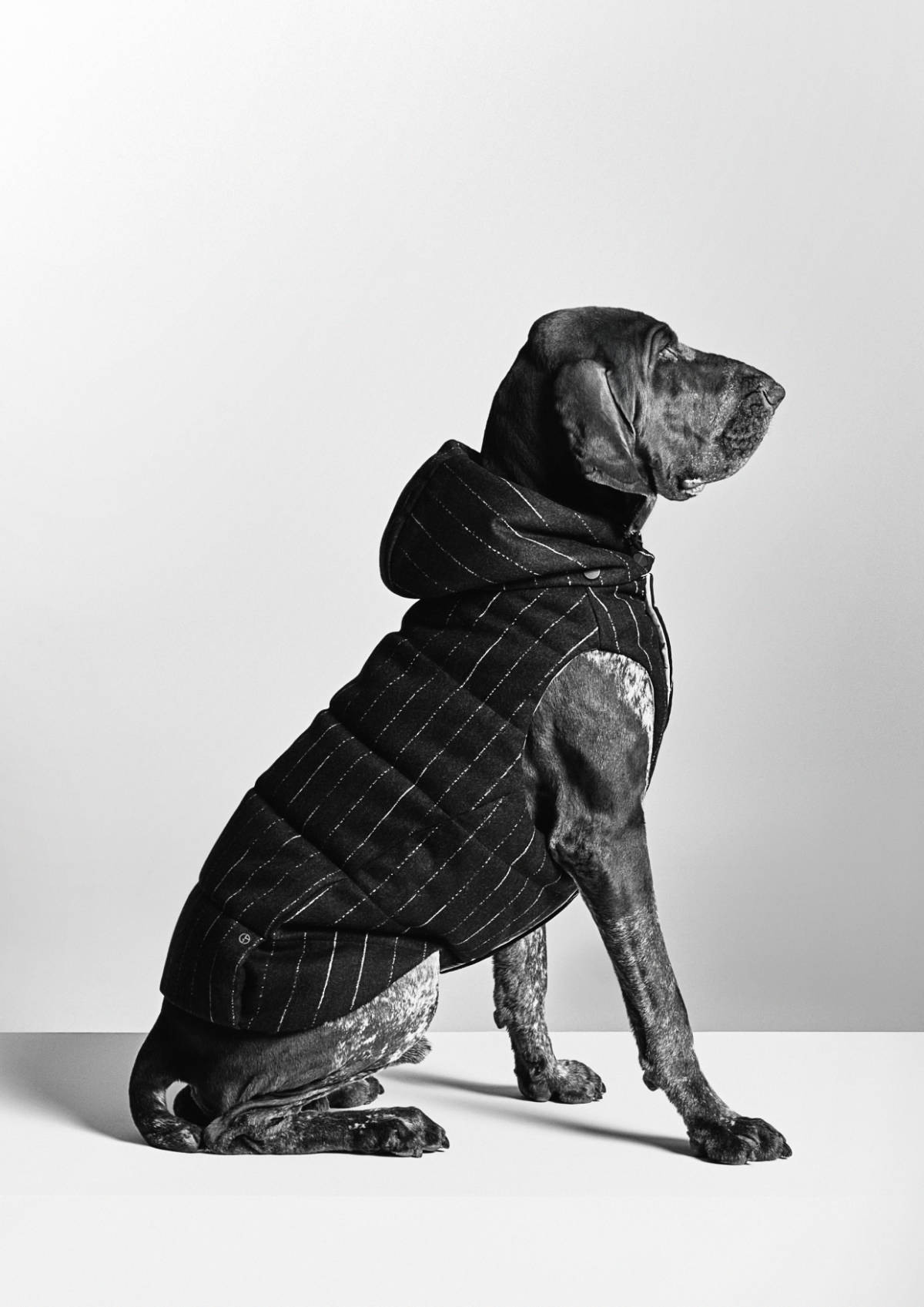 Giorgio Armani Continues The Collaboration With Poldo Dog Couture