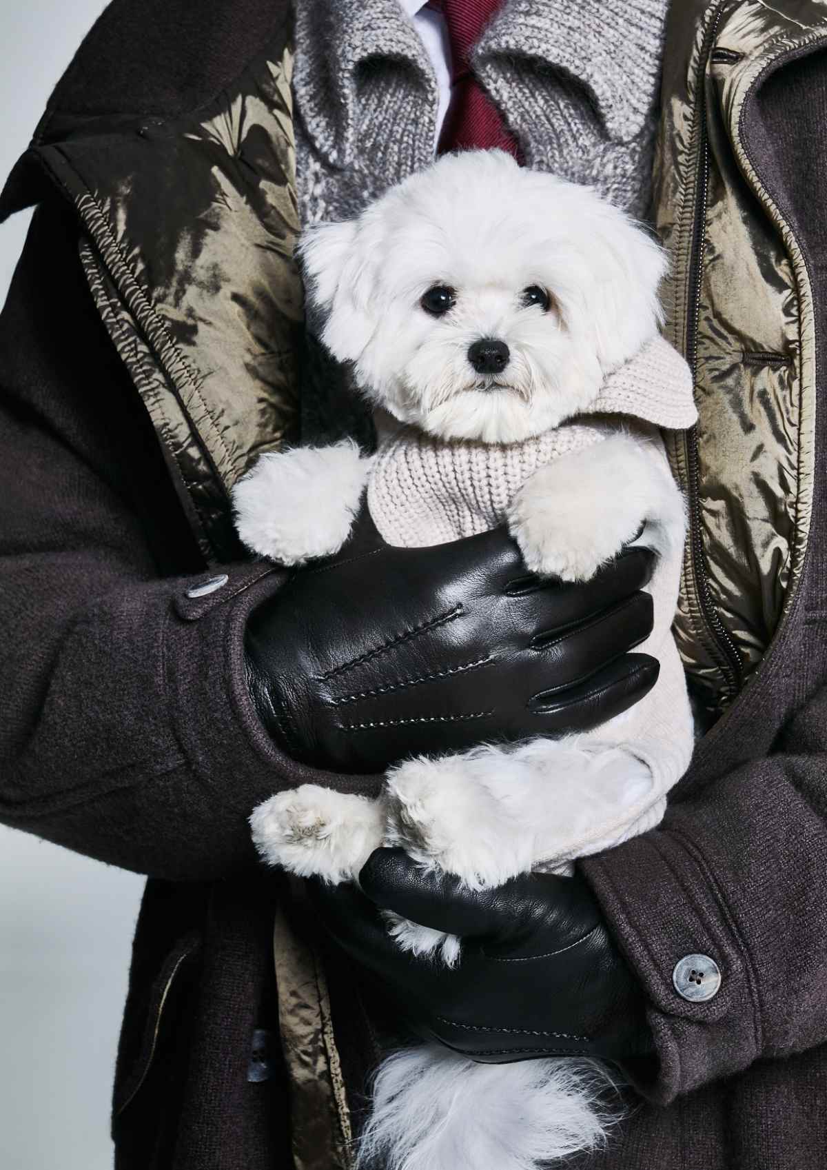 Giorgio Armani Continues The Collaboration With Poldo Dog Couture