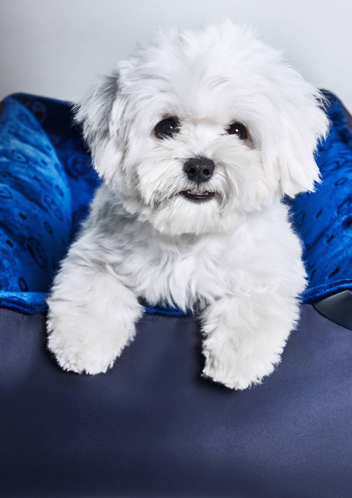 Giorgio Armani Continues The Collaboration With Poldo Dog Couture