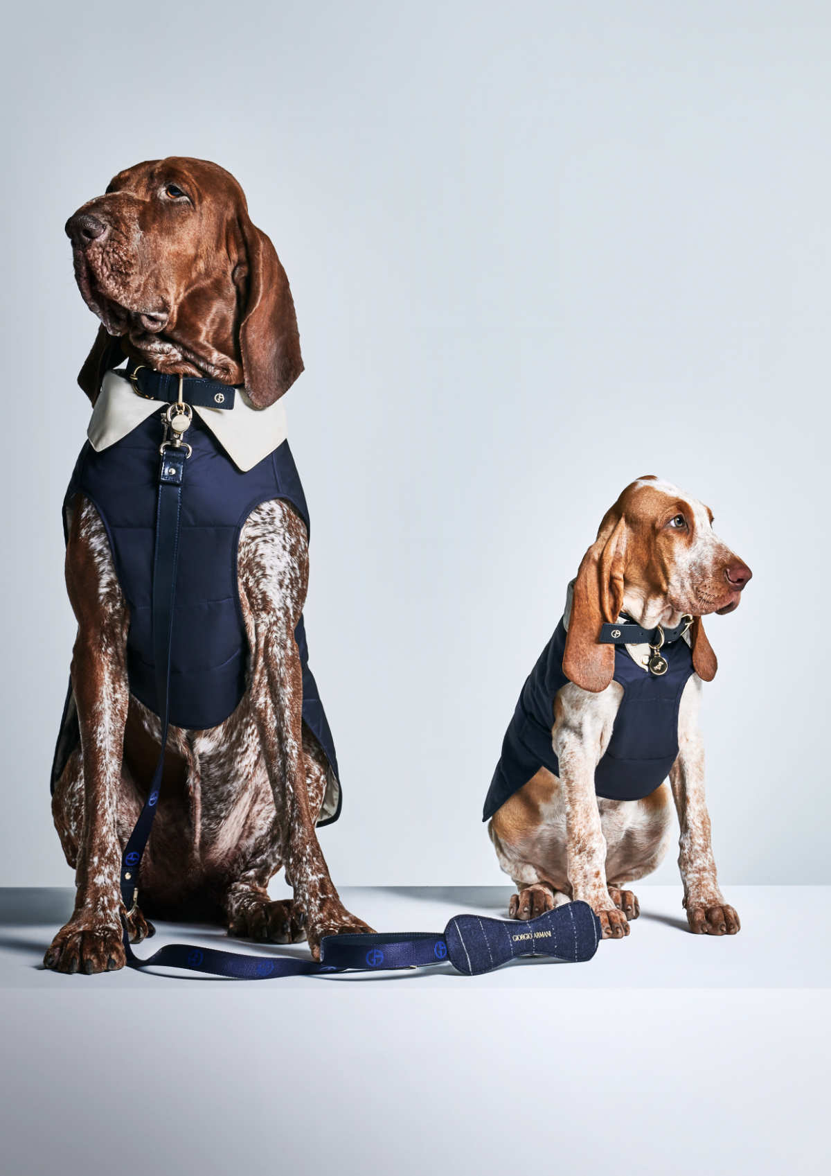 Giorgio Armani Continues The Collaboration With Poldo Dog Couture