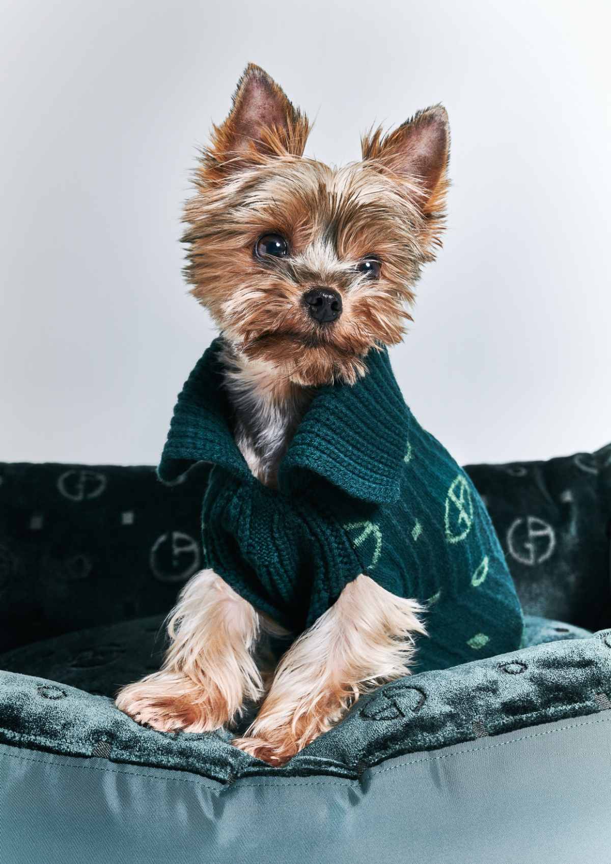 Giorgio Armani Continues The Collaboration With Poldo Dog Couture