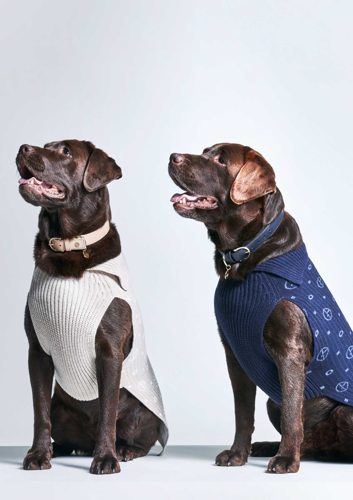 Giorgio Armani Continues The Collaboration With Poldo Dog Couture