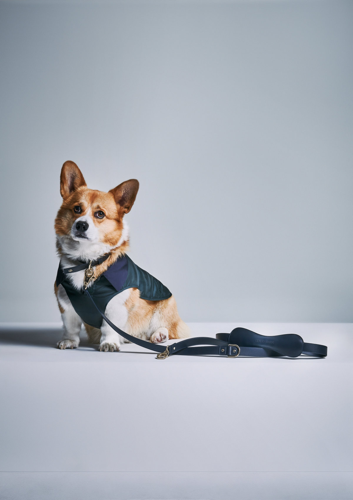 Giorgio Armani Continues The Collaboration With Poldo Dog Couture