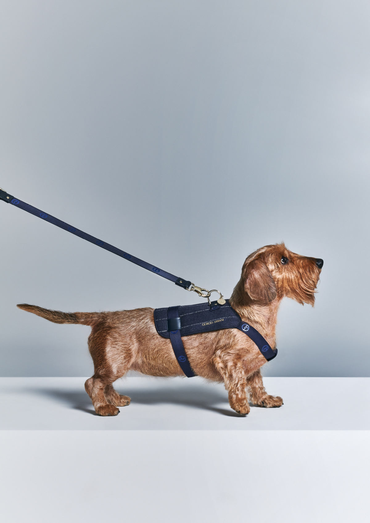 Giorgio Armani Continues The Collaboration With Poldo Dog Couture