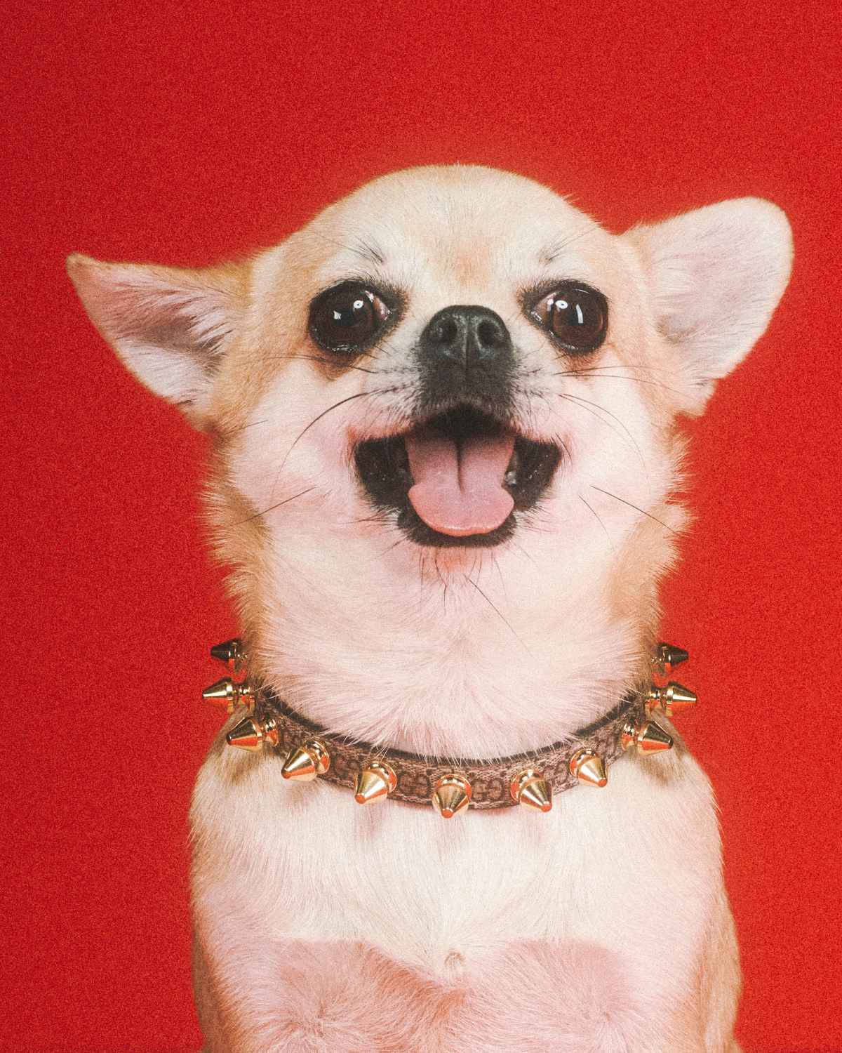 Gucci Pet Collection Campaign Dog Cat Photos