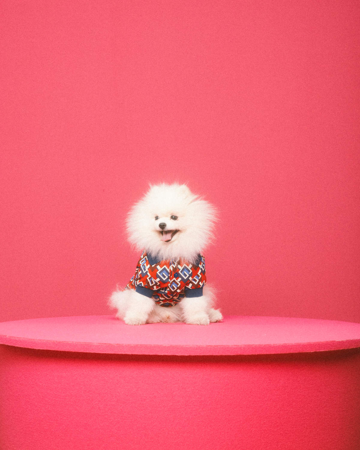 Celebrate #NationalDogDay with a bestie 💞 @Gucci #guccipetcollection