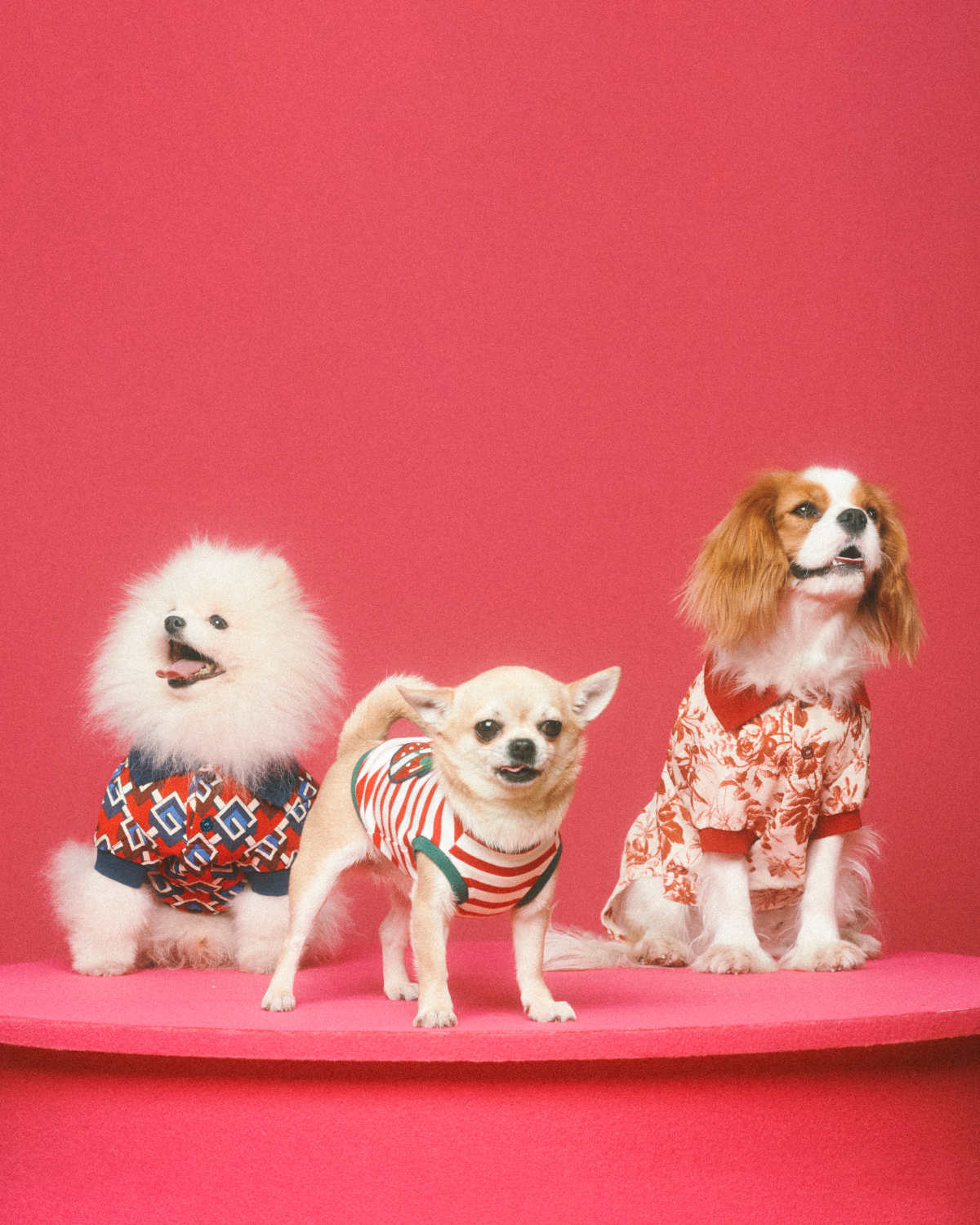 Introducing Gucci's Brand New Capsule: The Gucci Pet Collection