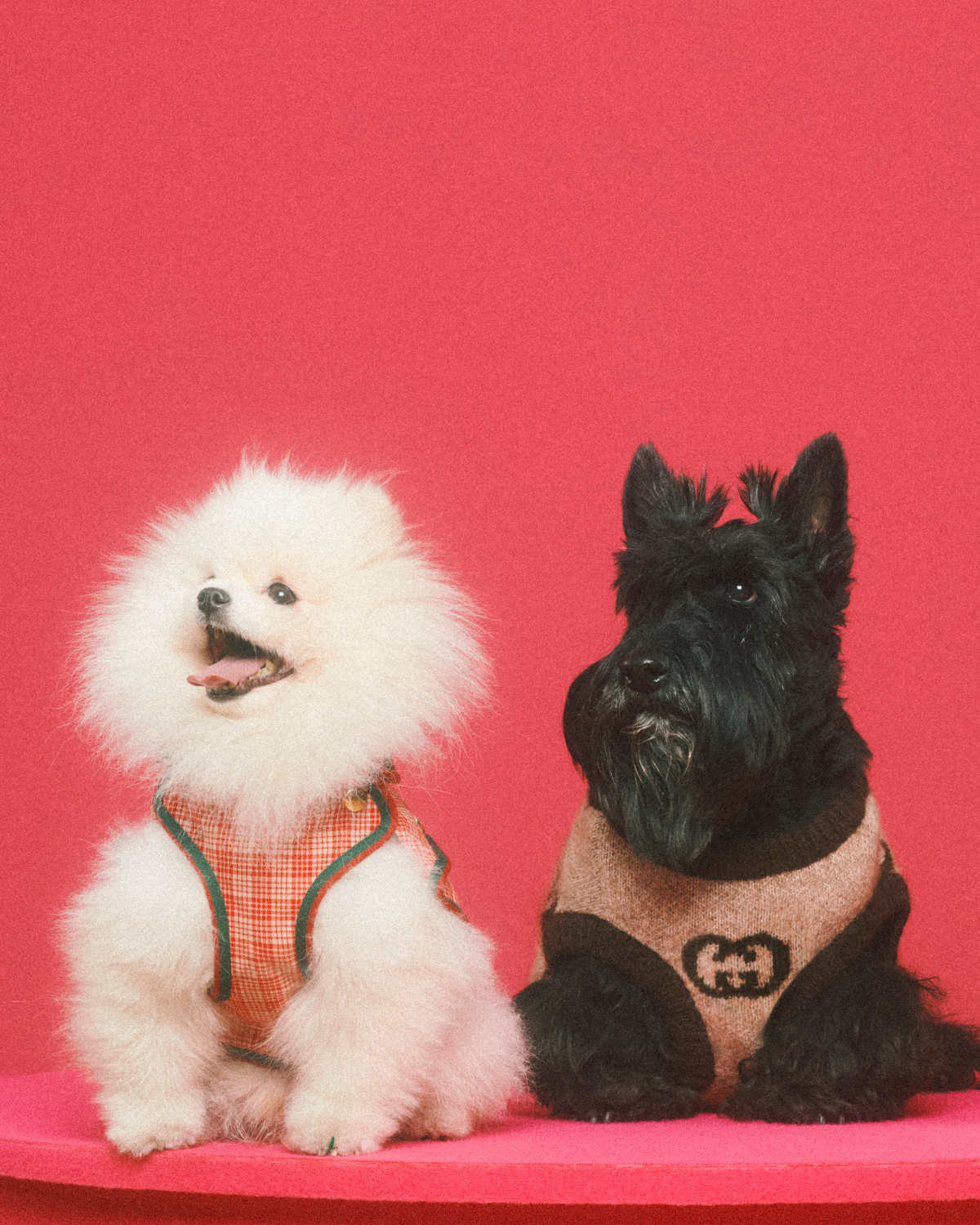 Gucci previews first ever pet collection 