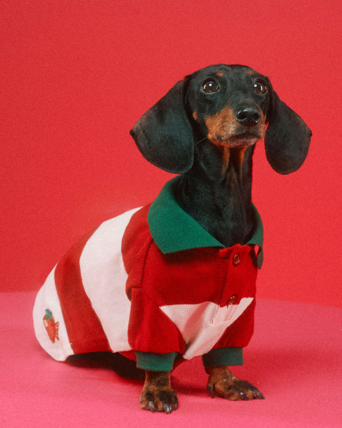 Gucci Pet Collection Is Introduced – WWD