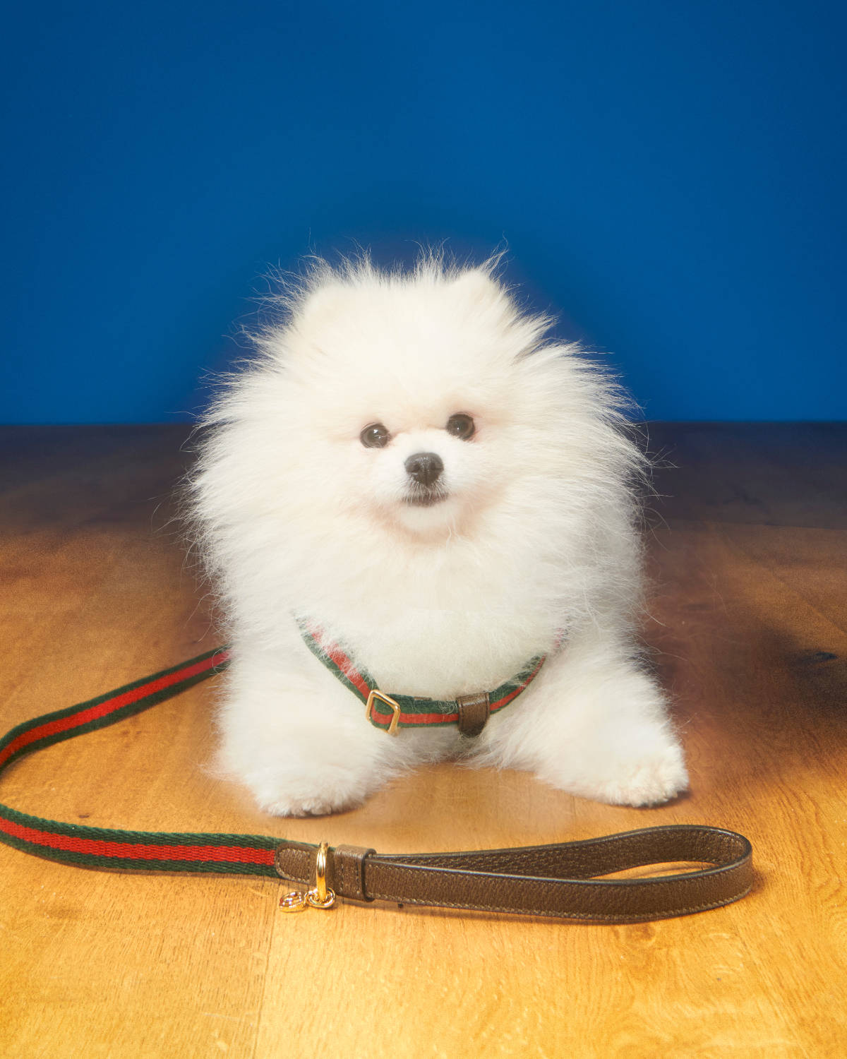 The article: UNVEILING THE GUCCI PET COLLECTION