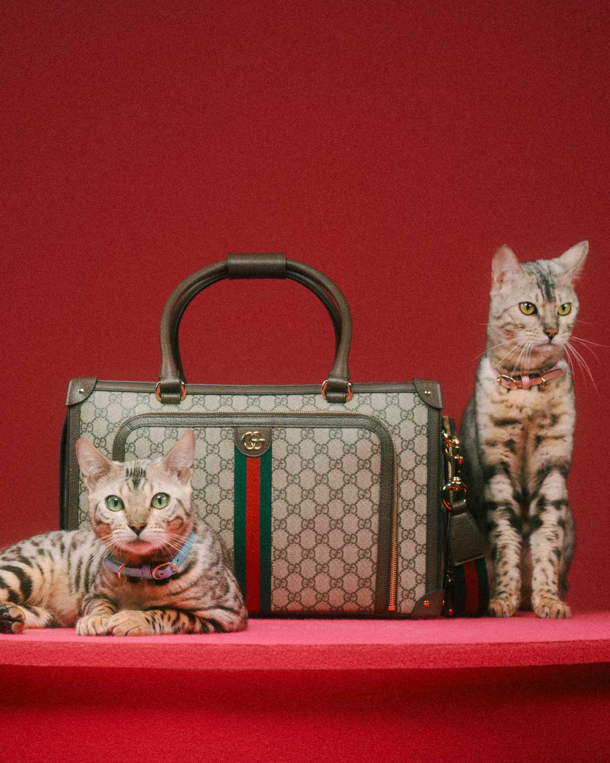 Gucci Introduces Its New Pet Collection